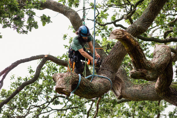 Best Hazardous Tree Removal  in Mont Alto, PA