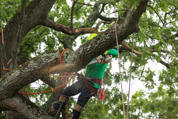 How Our Tree Care Process Works  in  Mont Alto, PA