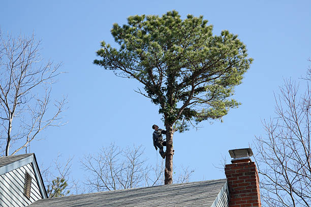 Professional Tree Removal Services in Mont Alto, PA