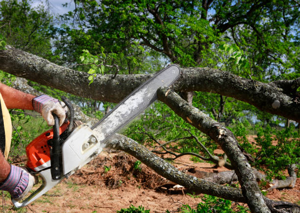 Best Tree Preservation Services  in Mont Alto, PA